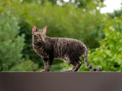 Cornish Rex