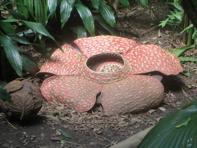 Corpse Flower
