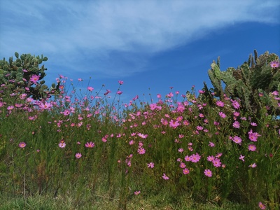 Cosmos