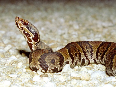 Cottonmouth