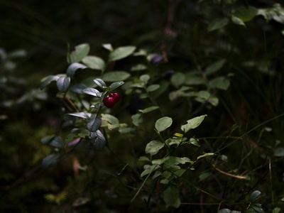 Cowberry (Lingonberry)