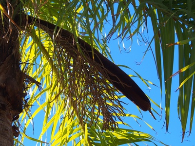 Coyol Palm