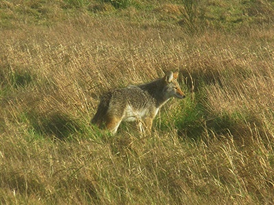 Coyote