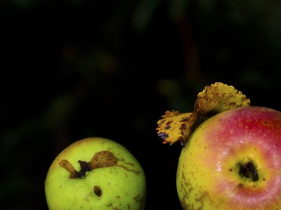 Crab apple