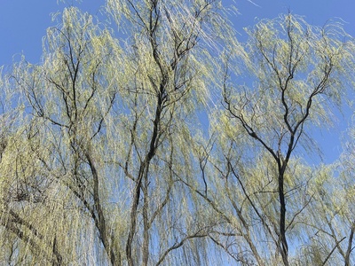 Crack willow