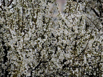 Crape Myrtle (white forms)
