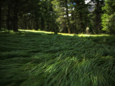 Creeping Forest Grass