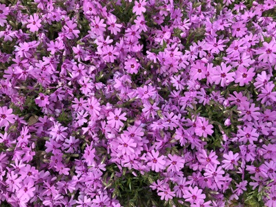Creeping Phlox