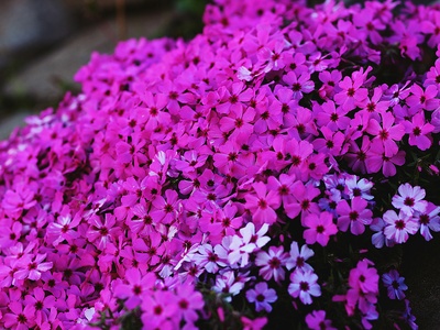 Creeping Phlox