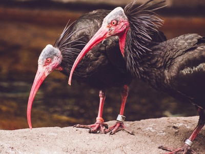 Crested Ibis