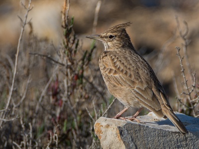 Crested Lark
