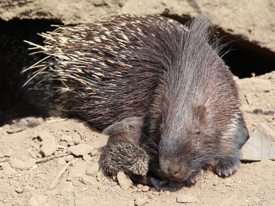 Crested Porcupine