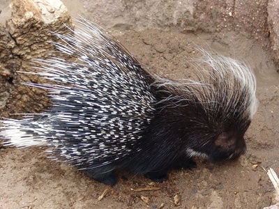 Crested Porcupine