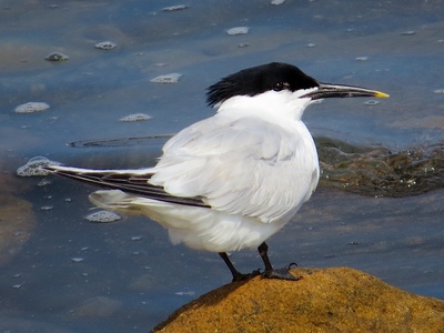 Crested Tern