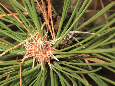 Crimean Pine