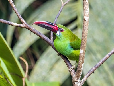 Crimson-rumped Toucanet