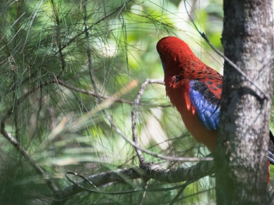 Crimson Rosella