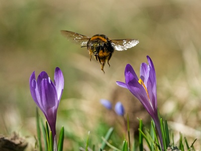 Crocus