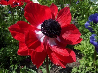 Crown Anemone