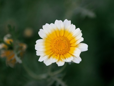 Crown Daisy