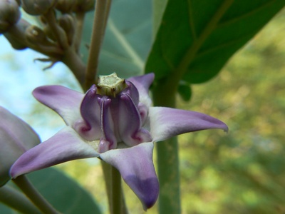 Crown Flower