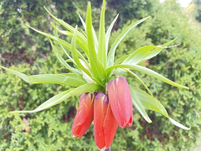 Crown Imperial