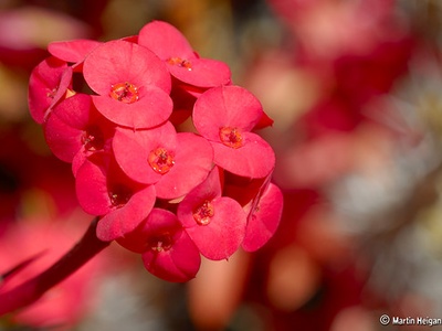 Crown of Thorns