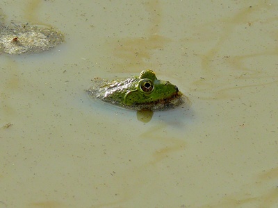 Crowned Bullfrog