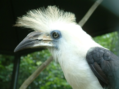 Crowned Hornbill