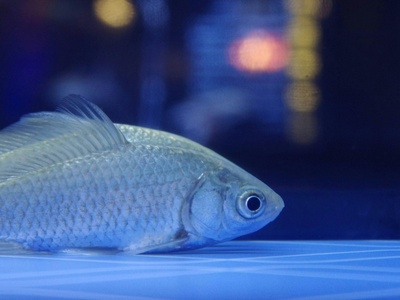 Crucian carp