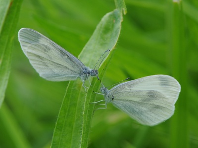 Cryptic Wood White