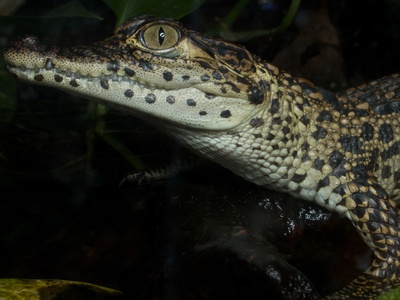 Cuban Crocodile