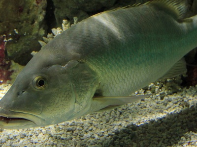 Cubera Snapper