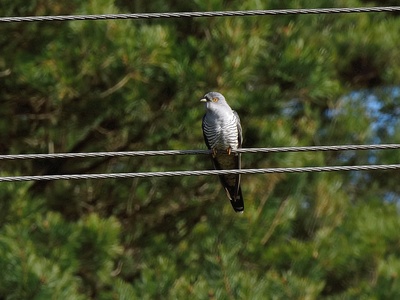 Cuckoo