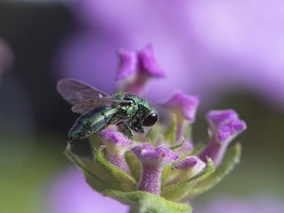 Cuckoo Wasp