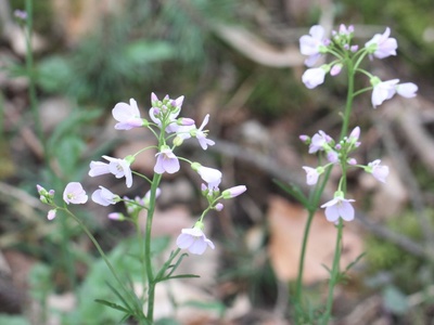 Cuckooflower