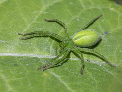 Cucumber Green Spider