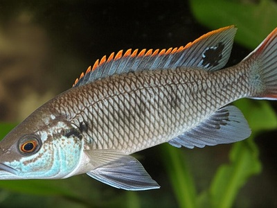 Cunene tilapia