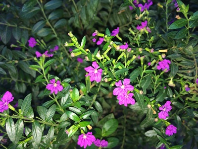 Cuphea
