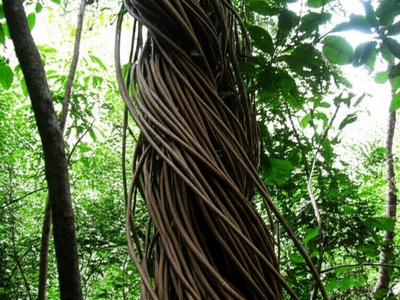 Curare vine
