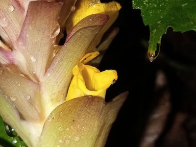 Curcuma