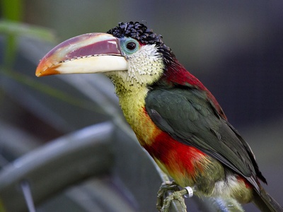 Curl-crested Aracari