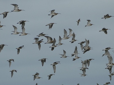 Curlew