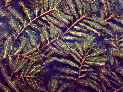Curly Pondweed