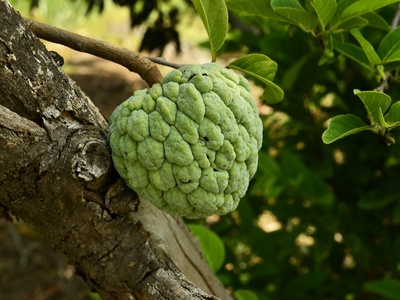 Custard Apple