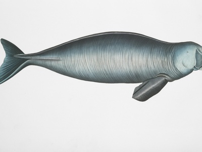Cuvier's beaked whale