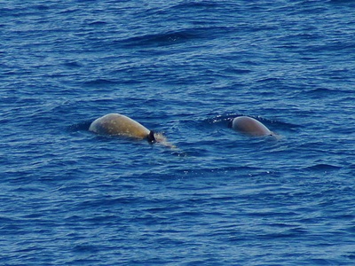 Cuvier's Beaked Whale