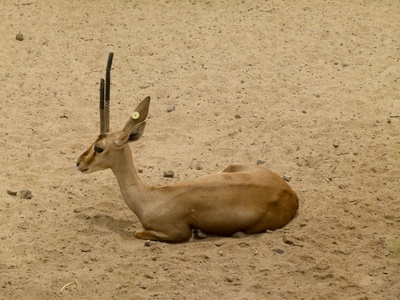Cuvier's Gazelle