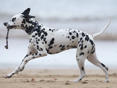 Dalmatian