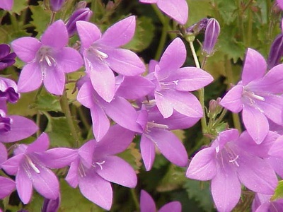 Dalmatian Bellflower